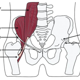 엉덩허리근, 장요근