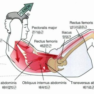 윗몸일으키기와 허리통증