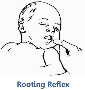 구강 반사 7가지 : Oral reflex 2