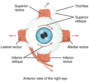 눈의 근육 근력평가 3가지 7