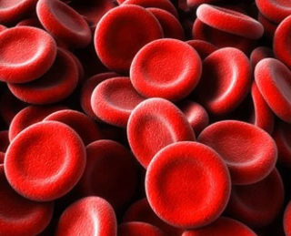 혈액의 구성과 기능 : 순환, 교환, 제거 등 5