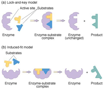 우리 몸의 효소의 역할은 무엇? Enzyme 2