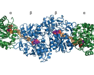 우리 몸의 효소의 역할은 무엇? Enzyme 1