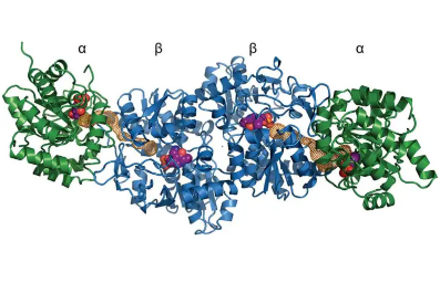 우리 몸의 효소의 역할은 무엇? Enzyme 4