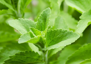 스테비아 감미료 어디에 사용되나요? Stevia 4