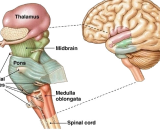 뇌간의 뇌졸중 증상 및 회복, Brain Stem 1