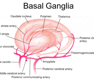 기저핵 뇌졸중 : 증상, 원인 치료방법 1