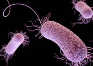 슈퍼박테리아, 항생제 내성의 위험, antibiotic resistance 7