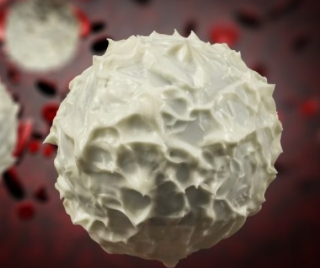 면역체계의 작동 방식에 백혈구, 림프구가 중요~! 12