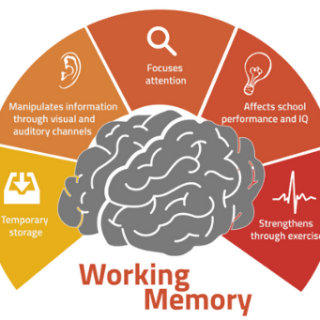 운동과 작업기억, working memory 52