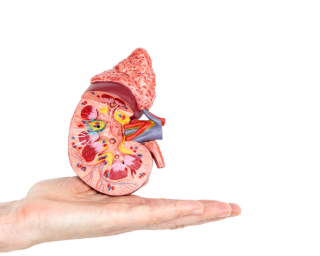당뇨병성 신장질환 원인과 증상 : Diabetic Nephropathy 1
