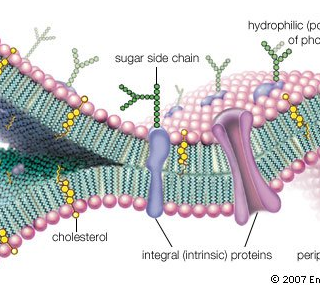 원형질막 구성 및 기능, Plasma Membrane 1