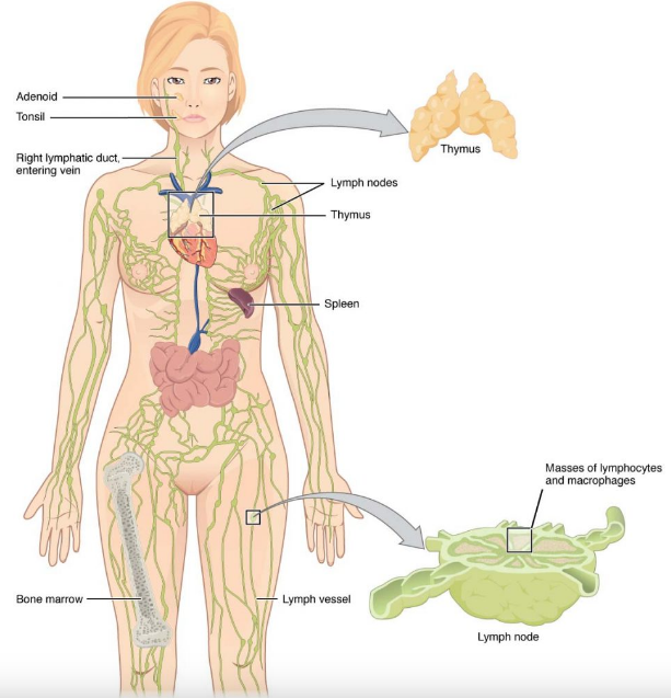 림프계는 우리 몸에서 어떤 역할을 할까요? : Lymphatic System 2