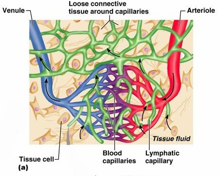 림프계는 우리 몸에서 어떤 역할을 할까요? : Lymphatic System 4