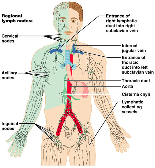 림프계는 우리 몸에서 어떤 역할을 할까요? : Lymphatic System 6