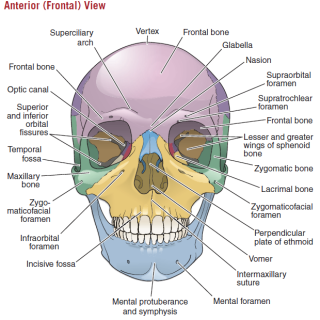 두개골 전면 구조 및 명칭, Skull - Frontal View 1