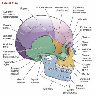 두개골 측면 구조와 명칭, Skull : Lateral View 97