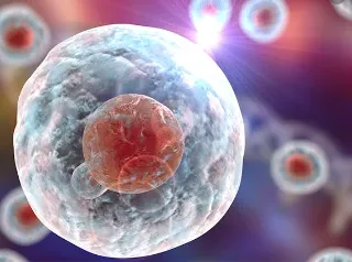 줄기세포 치료 왜 중요할까요? : stem cells 38