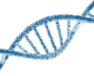 DNA 구조와 단백질 생산 방식 1