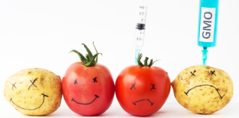 GMO 식품 위험