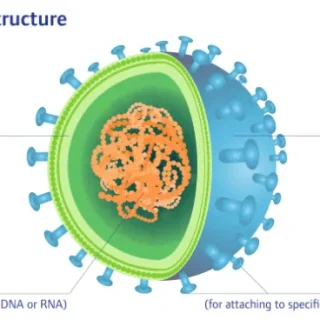 바이러스 기원과 감염방식 : 바이러스성 질병 1