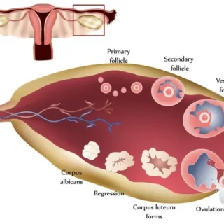 생리 주기 중 황체기 기간: 임신을 위한 준비 1