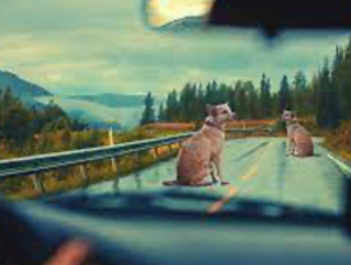 찰스보넷증후군 원인 및 증상 : 시각적 환각 1