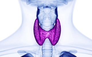 갑상선기능항진증 원인 : 티록신과 트리요오드티로닌 14