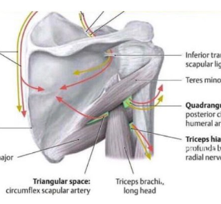 겨드랑이 신경 기능장애 : 어깨 움직임 또는 감각상실 14