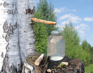 자작나무 수액 성분 : 건강에 도움이 되나요? 60