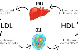 간과 콜레스테롤 : HDL + LDL + TG 1