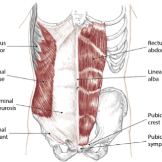브레이싱과 할로잉 이해를 위한 코어 머슬
