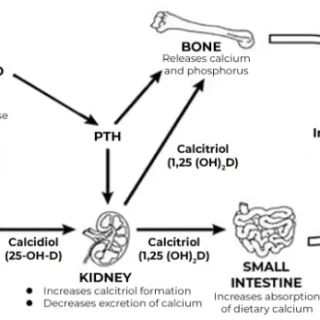 칼슘농도와 부갑상선 호르몬