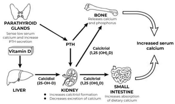칼슘농도와 부갑상선 호르몬