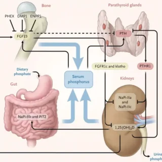 인(phosphorus)과 인산염