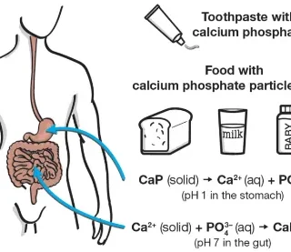 인산칼슘의 섭취