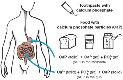 인산칼슘의 섭취