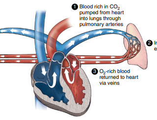 달리기 훈련의 개념 : 폐의 산소 교환