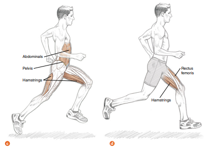 달리기의 주기 : 유각기