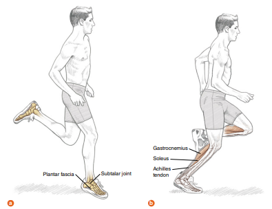 달리기의 주기 : 입각기
