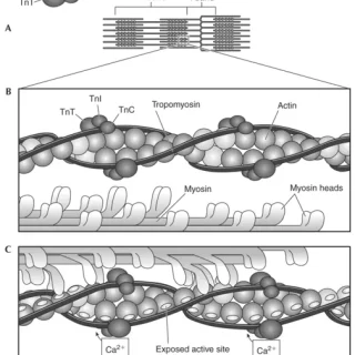 근섬유 유형 : 트로포닌과 트로포미오신