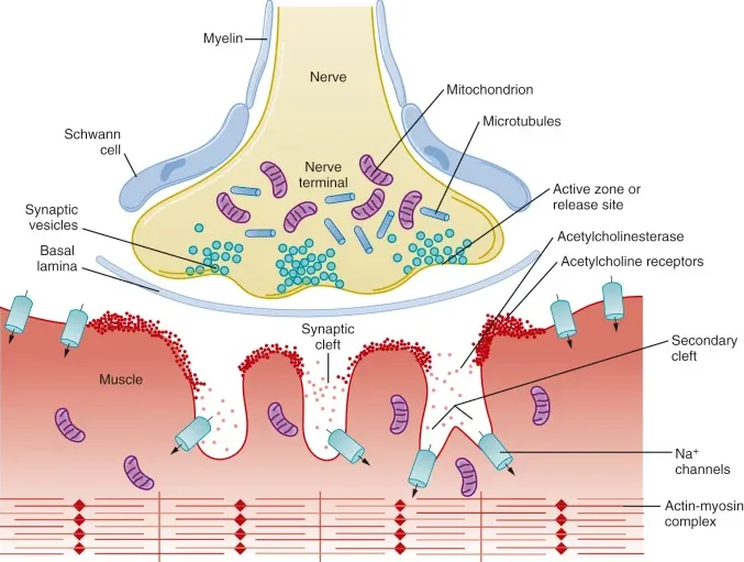 근절과 근활주설 : 미오신-액틴 교차결합과 파워 스트로크 5 Neuromuscular-junction