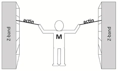 근절과 근활주설 : 미오신-액틴 교차결합과 파워 스트로크 3 근절과 근활주설 : 미오신-액틴 교차결합과 파워 스트로크 2