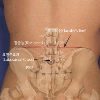 요추5번 촉진방법