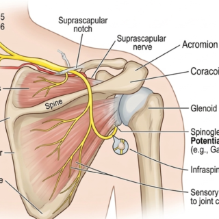 견갑상신경(Suprascapular nerve)