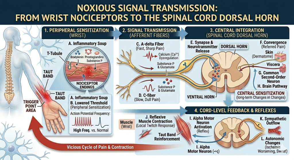 통증 전달 과정_통각수용기-척수
