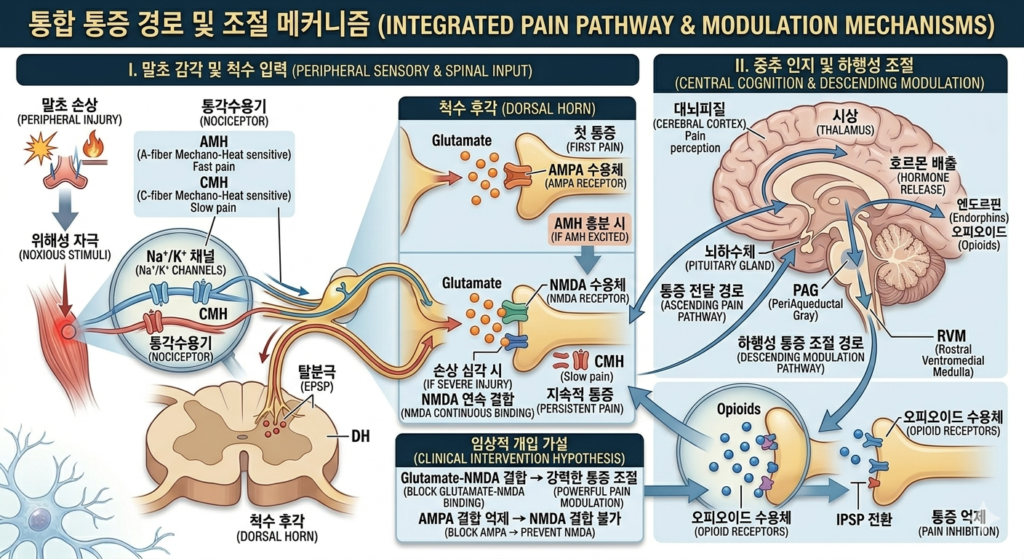 통합 통증 메커니즘: 감각 전달, 시간적 부호화, 그리고 자가 조절 경로