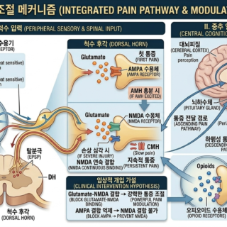 통합 통증 메커니즘: 감각 전달, 시간적 부호화, 그리고 자가 조절 경로